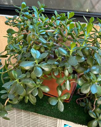 Pianta grassa/Crassula