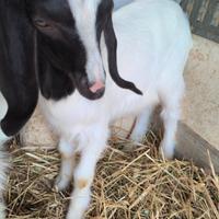 Capretta e capretto maltese