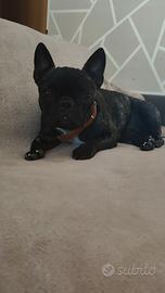 Bulldog francese con pedigree enci