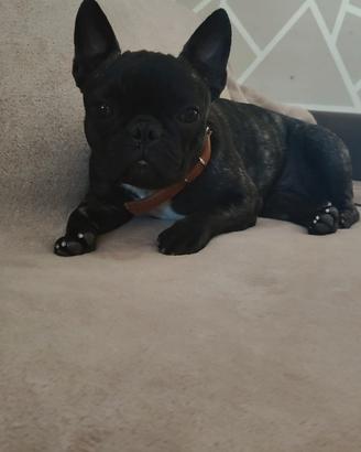 Bulldog francese con pedigree enci