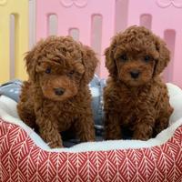 BARBONCINO & BARBONCINI NANI CUCCIOLI pag rate