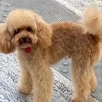 Barboncino per monta