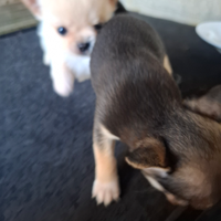 Cuccioli di 68 giorni mascio femina