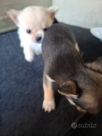 Cuccioli di 68 giorni mascio femina