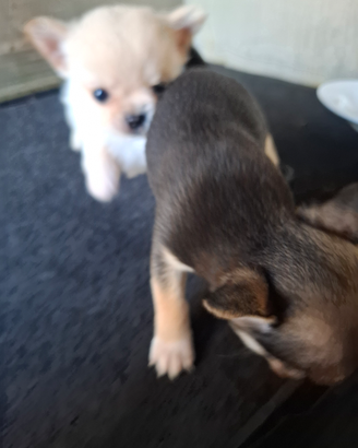 Cuccioli di 68 giorni mascio femina