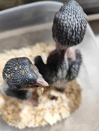 Uccelli