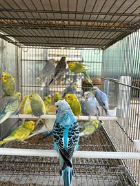 Pappagalli cocorite in molte mutazioni