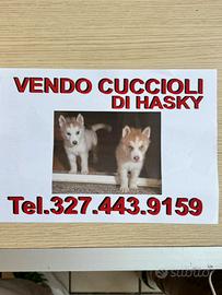 Cuccioli HASKY ORIGINALI