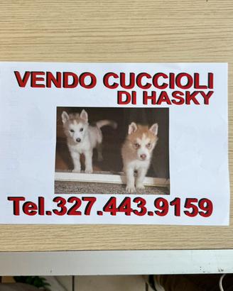Cuccioli HASKY ORIGINALI