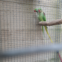 Parrocchetti grandi alessandrini