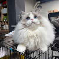 Ragdoll maschio blue bicolor disponible