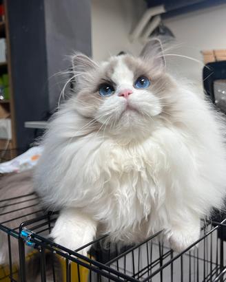 Ragdoll maschio blue bicolor disponible