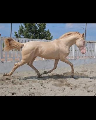 Cavallo