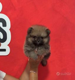 Pomerania FEMMINA GRIGIA LINEE AMERICANE