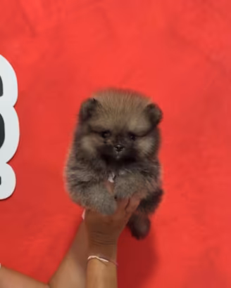 Pomerania FEMMINA GRIGIA LINEE AMERICANE