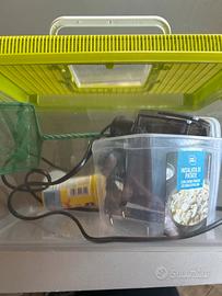 Kit completo pesci rossi