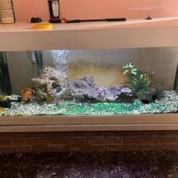 Acquario 260 lt