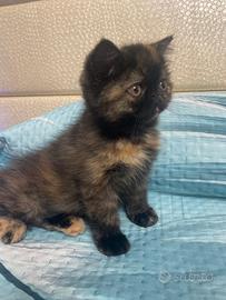 Cucciola di persiano