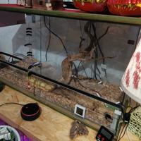 TERRARIO VETRO 90 x 40 x 53h cm 