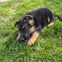 Cuccioli di pastore tedesco