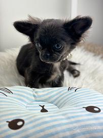 Chihuahua blu pelo lungo