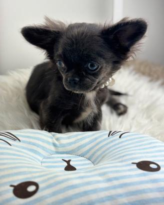 Chihuahua blu pelo lungo