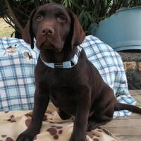 Cuccioli di labrador chocolate