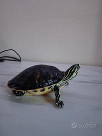 Tartaruga acqua
