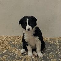 Border collie