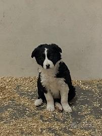 Border collie