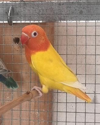 Inseparabili fischer