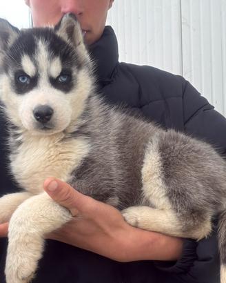 Siberian Husky con pedigree enci