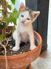 Cuccioli di Gatto