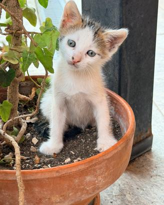 Cuccioli di Gatto