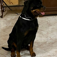 Rottweiler