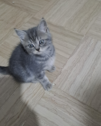 Cuccioli di gatti