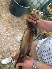 Furetto
