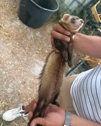Furetto