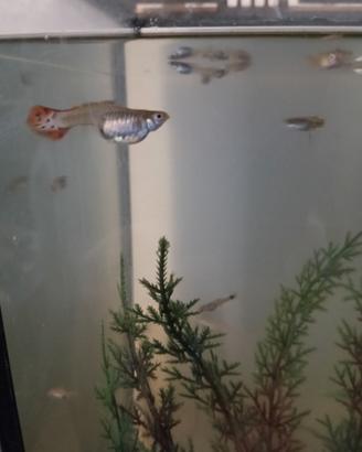 Pesci guppy