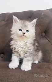 Maine coon cuccioli altissima genealogia estera