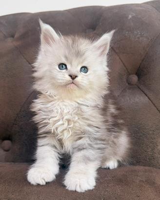 Maine coon cuccioli altissima genealogia estera