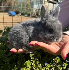 Coniglio Nano Ariete