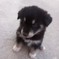 Cucciolo husky malamute maschio