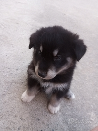 Cucciolo husky malamute maschio