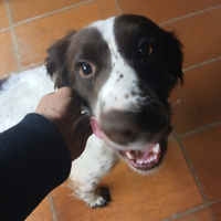 Springer spaniel