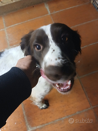 Springer spaniel