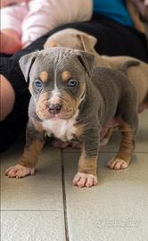 Cuccioli Maschi American Pitbull Terrier Tri-Blue