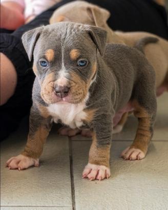 Cuccioli Maschi American Pitbull Terrier Tri-Blue