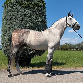 Disponibile mezza fida pre acorde de roca