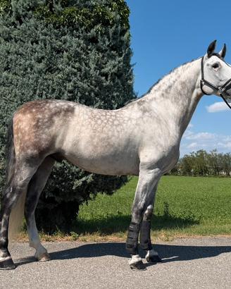 Disponibile mezza fida pre acorde de roca